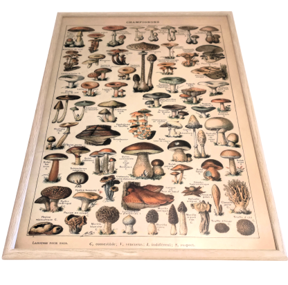 Tableau Champignons 73x53cm